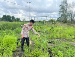 Dukung Asta Cita, Polsek Kuindra Pantau Progres Tanaman Jagung di Desa Teluk Dalam