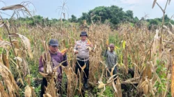 Polsek Sungai Batang Gelar Panen Jagung Kuartal II, Dukung Program Asta Cita Presiden RI Demi Swasembada Pangan