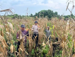 Polsek Sungai Batang Gelar Panen Jagung Kuartal II, Dukung Program Asta Cita Presiden RI Demi Swasembada Pangan
