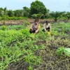 Dukung Program Asta Cita, Bhabinkamtibmas Polsek Tembilahan Hulu Dampingi Petani Semangka di Sialang Panjang