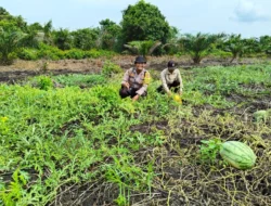 Dukung Program Asta Cita, Bhabinkamtibmas Polsek Tembilahan Hulu Dampingi Petani Semangka di Sialang Panjang