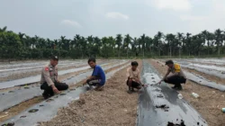 Polsek Tempuling Laksanakan Pengecekan Ketahanan Pangan Dukung Program Swasembada Pangan Polda Riau
