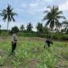 Sokong Program Asta Cita, Polsek Tembilahan Hulu Pantau Kebun Jagung di Pulau Palas