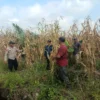 Polsek Sungai Batang Bersama Kelompok Tani Panen Jagung Kuartal II, Dukung Swasembada Pangan 2026