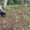 Dukung Ketahanan Pangan, Bhabinkamtibmas Pekan Arba Ajak Warga Sulap Lahan Kosong Jadi Produktif
