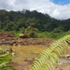 Ekskavator Tambang Ilegal Menjamur di Aek Nabara, APH dan Pemkab Madina Didesak Selidiki Dugaan Keterlibatan Oknum Kades