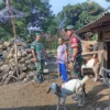 Demi Ternak Tetap Produktif, Babinsa Sambangi Kandang Mbah Poni