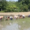 Kaki Terbenam Lumpur, Semangat Tak Surut, Babinsa Doyong Dampingi Tanam Padi
