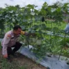 Bhabinkamtibmas Polsek Kelayang Sambangi Warga dan Petani Melon, Perkuat Kamtibmas serta Dukung Ketahanan Pangan