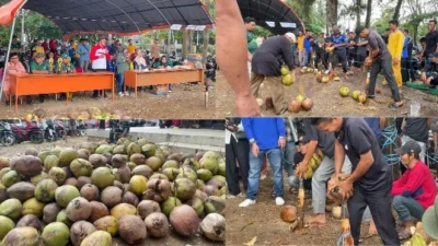 Perayaan Milad Ke 61, Pemda Inhil Melalui Dinas Pertanian Menggelar Perlomban Menyolak Kelapa.