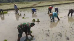 Lumpur di Kaki, Harapan di Hati: Babinsa Miri Tanam Padi Bersama Petani