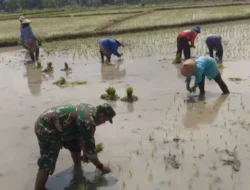 Lumpur di Kaki, Harapan di Hati: Babinsa Miri Tanam Padi Bersama Petani