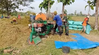Babinsa Menyatu dengan Petani, Panen Padi Jadi Bukti Kepedulian